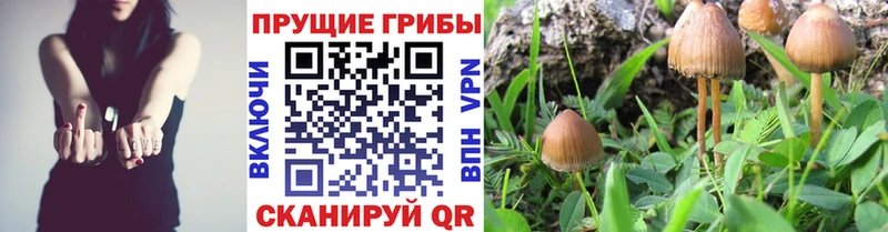 Галлюциногенные грибы Magic Shrooms  дарк нет наркотические препараты  Евпатория  наркошоп 